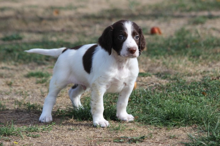 des Diamants Verts - Chiots disponibles - Epagneul Français