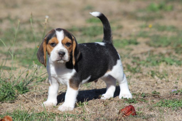 des Diamants Verts - Chiots disponibles - Beagle