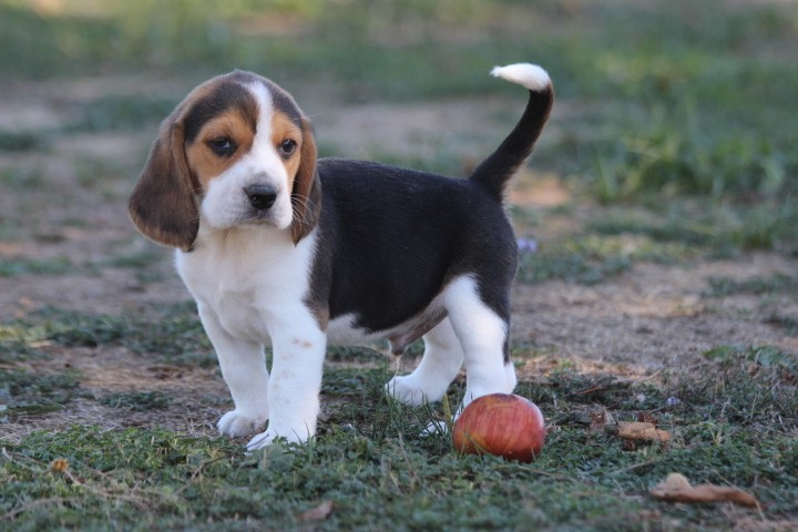 des Diamants Verts - Chiots disponibles - Beagle