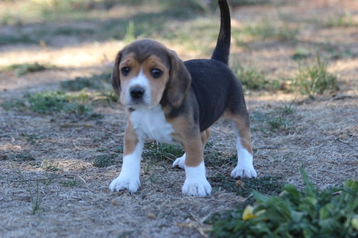 des Diamants Verts - Chiots disponibles - Beagle