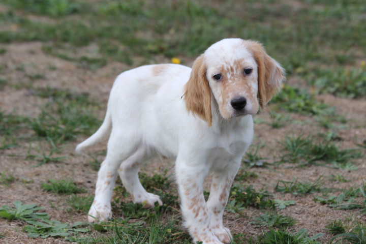des Diamants Verts - Chiots disponibles - Setter Anglais