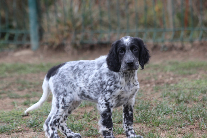 des Diamants Verts - Chiots disponibles - Setter Anglais