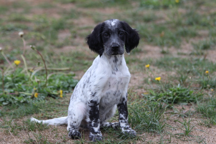 des Diamants Verts - Chiots disponibles - Setter Anglais
