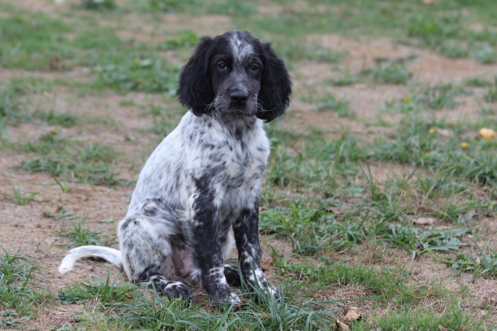 des Diamants Verts - Chiots disponibles - Setter Anglais