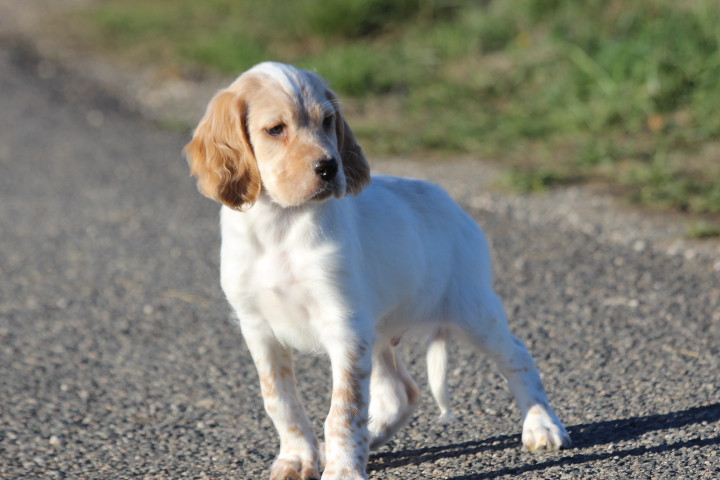 des Diamants Verts - Chiots disponibles - Setter Anglais