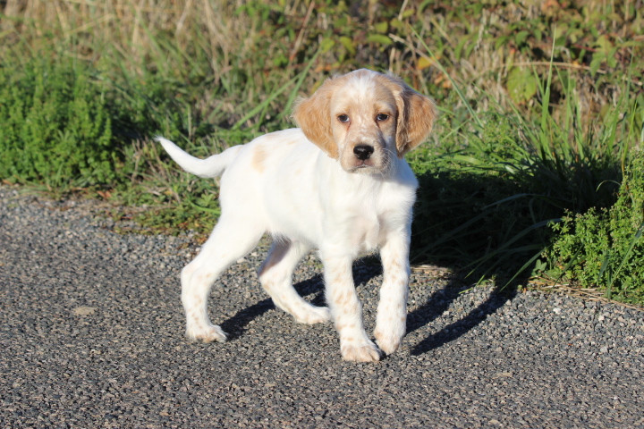 des Diamants Verts - Chiots disponibles - Setter Anglais