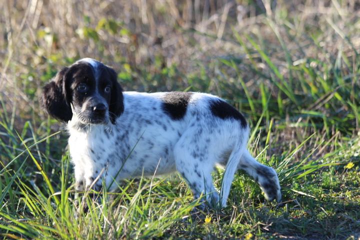 des Diamants Verts - Chiots disponibles - Setter Anglais