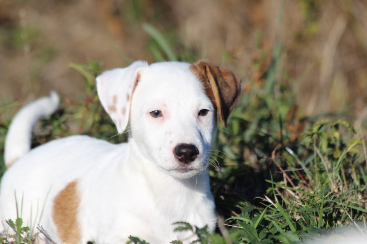 des Diamants Verts - Chiots disponibles - Jack Russell Terrier