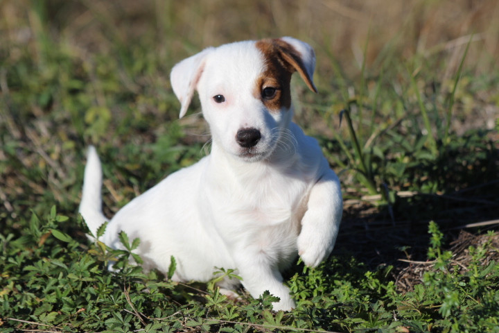 des Diamants Verts - Chiots disponibles - Jack Russell Terrier