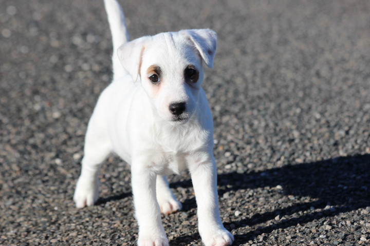 des Diamants Verts - Chiots disponibles - Jack Russell Terrier