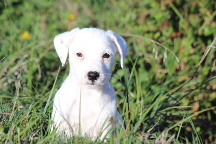 des Diamants Verts - Chiots disponibles - Jack Russell Terrier