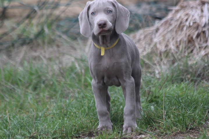 des Diamants Verts - Chiots disponibles - Braque de Weimar