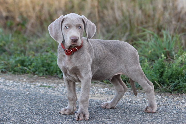 des Diamants Verts - Chiots disponibles - Braque de Weimar