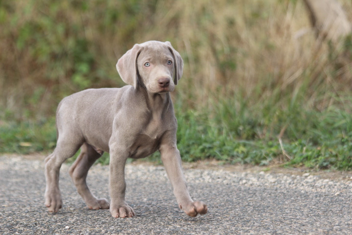 des Diamants Verts - Chiots disponibles - Braque de Weimar