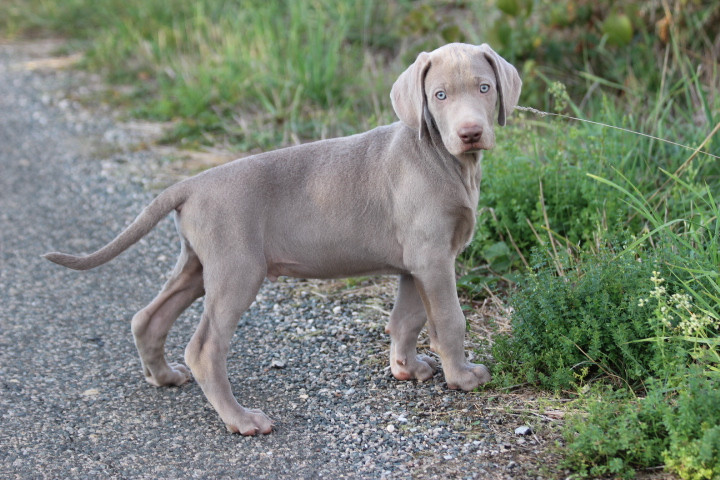 des Diamants Verts - Chiots disponibles - Braque de Weimar