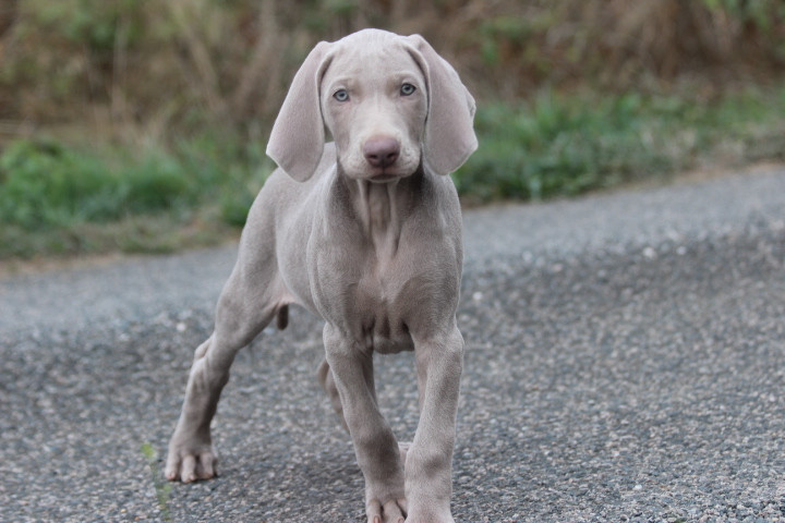 des Diamants Verts - Chiots disponibles - Braque de Weimar