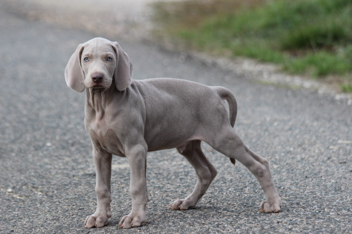 des Diamants Verts - Chiots disponibles - Braque de Weimar