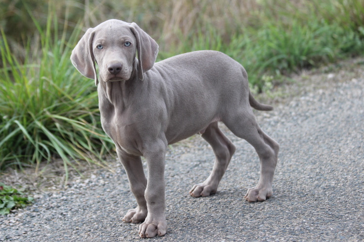 des Diamants Verts - Chiots disponibles - Braque de Weimar