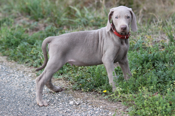 des Diamants Verts - Chiots disponibles - Braque de Weimar