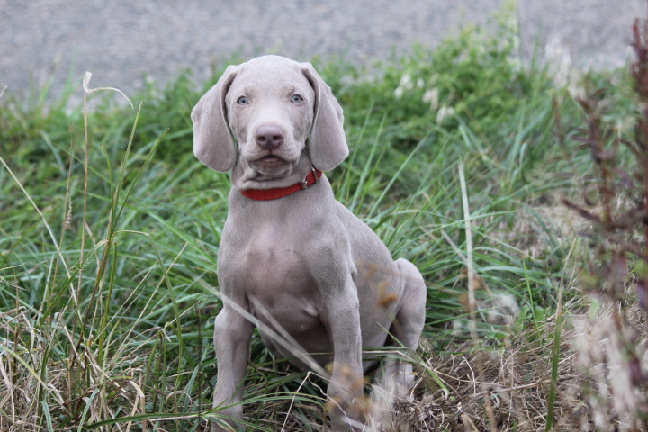des Diamants Verts - Chiots disponibles - Braque de Weimar