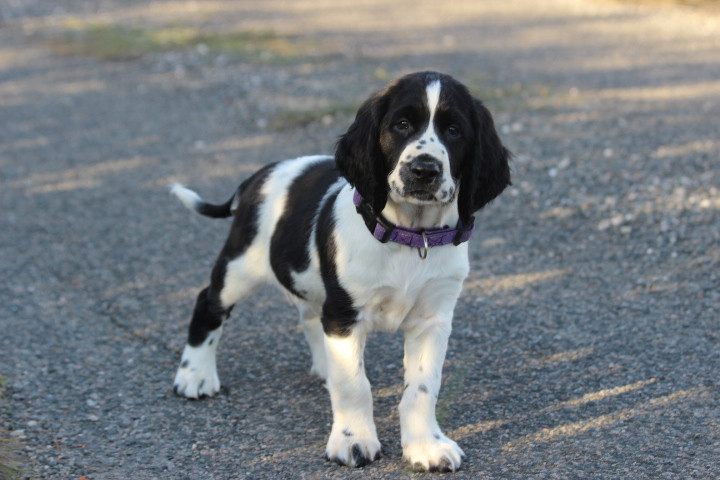 des Diamants Verts - Chiots disponibles - English Springer Spaniel