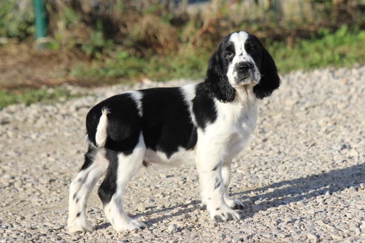 des Diamants Verts - Chiots disponibles - English Springer Spaniel