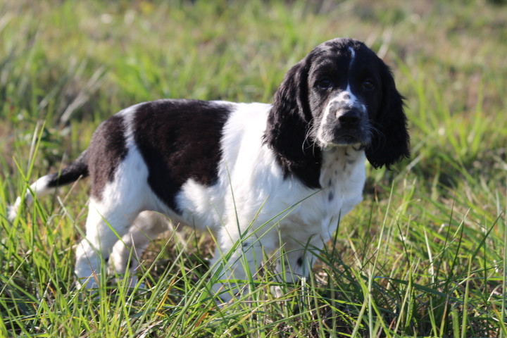 des Diamants Verts - Chiots disponibles - English Springer Spaniel