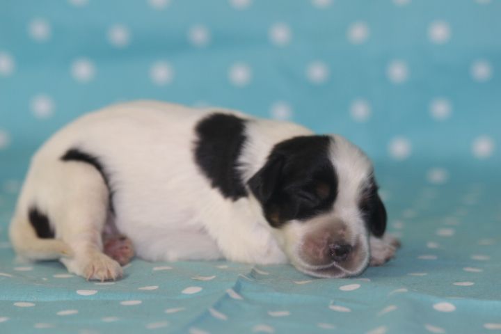 des Diamants Verts - Chiots disponibles - Setter Anglais