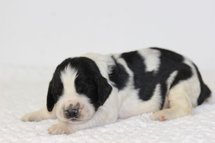 des Diamants Verts - Chiots disponibles - English Springer Spaniel