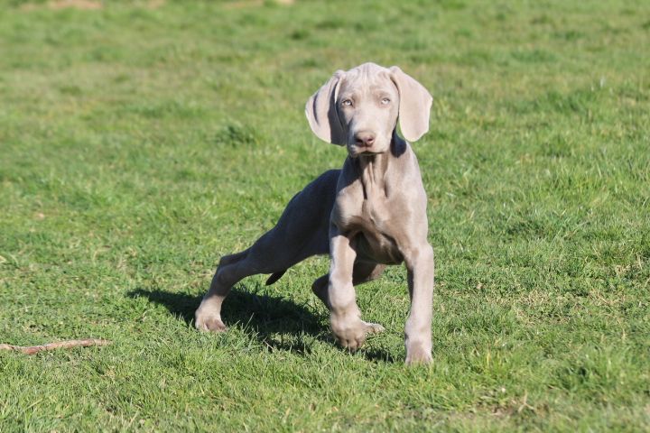 des Diamants Verts - Chiots disponibles - Braque de Weimar