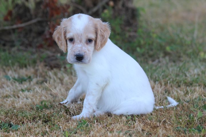 des Diamants Verts - Chiots disponibles - Setter Anglais