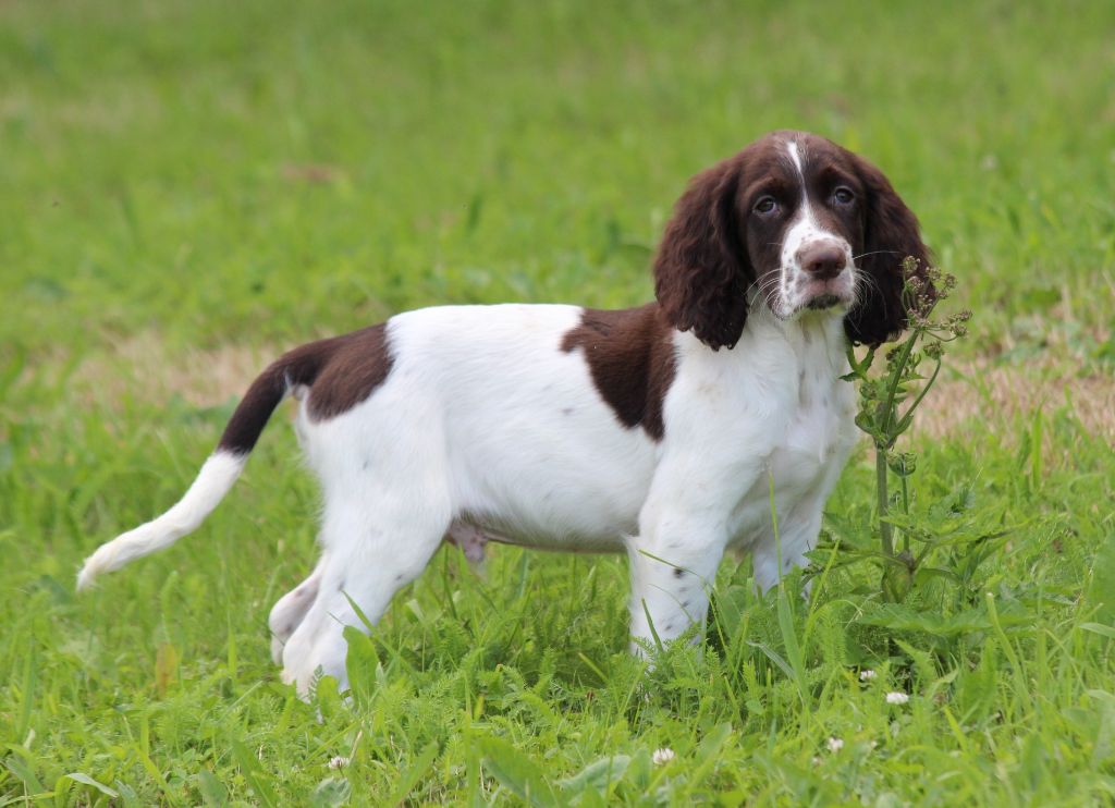 Chiot Epagneul Français des Diamants Verts