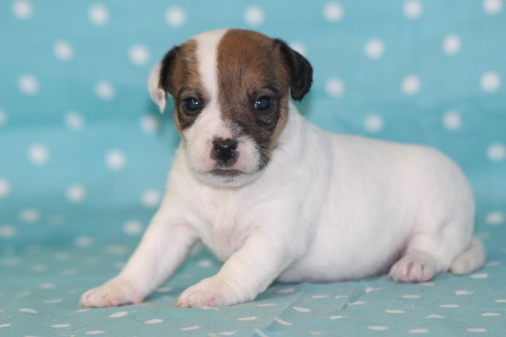des Diamants Verts - Chiots disponibles - Jack Russell Terrier