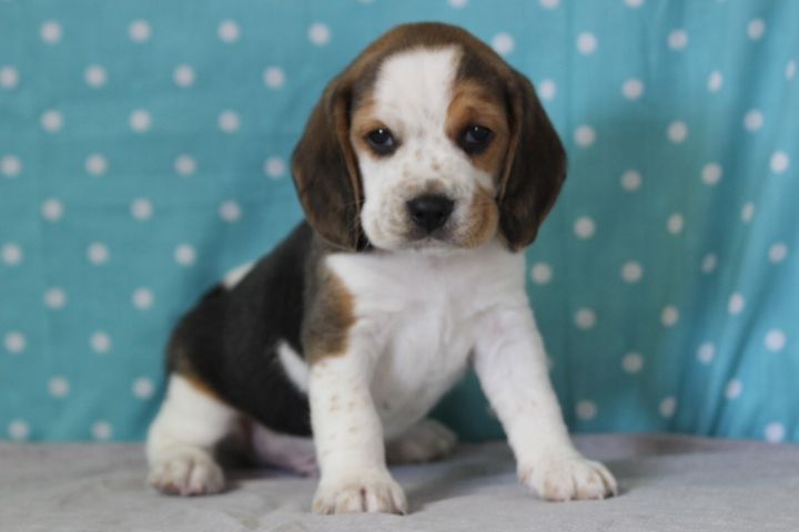 des Diamants Verts - Chiots disponibles - Beagle