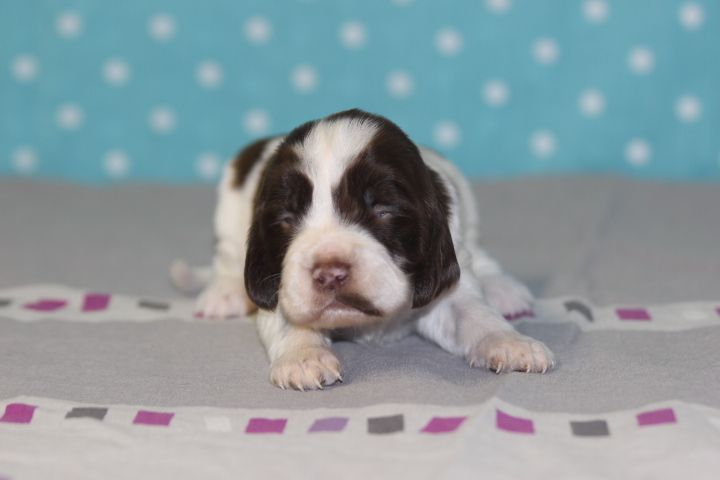 des Diamants Verts - Chiots disponibles - English Springer Spaniel