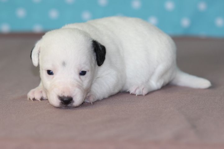 des Diamants Verts - Chiots disponibles - Jack Russell Terrier