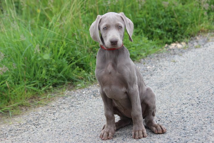 des Diamants Verts - Chiots disponibles - Braque de Weimar