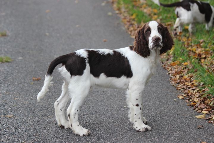 des Diamants Verts - Chiots disponibles - English Springer Spaniel