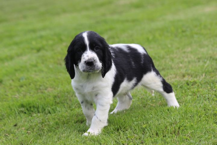 des Diamants Verts - Chiots disponibles - English Springer Spaniel