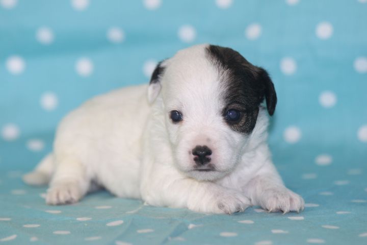 des Diamants Verts - Chiots disponibles - Jack Russell Terrier