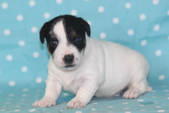 des Diamants Verts - Chiots disponibles - Jack Russell Terrier