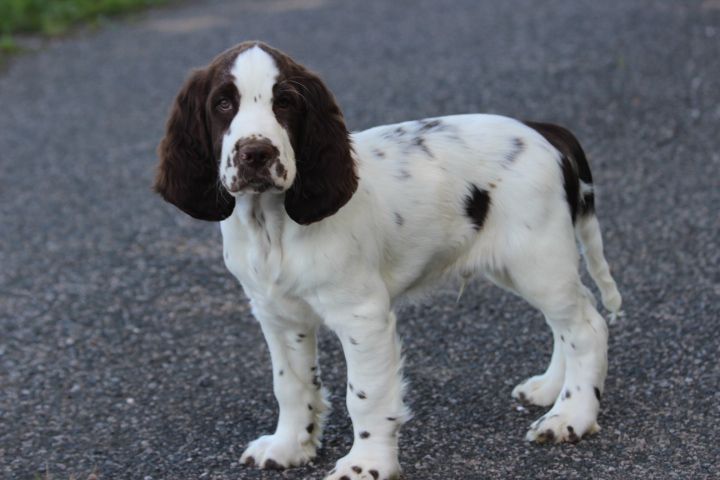 des Diamants Verts - Chiots disponibles - English Springer Spaniel