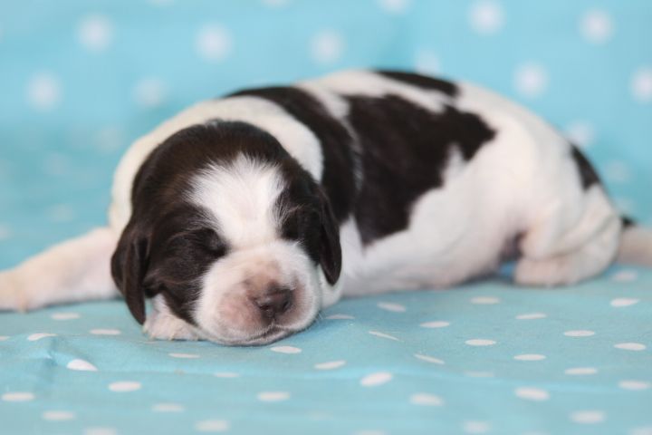 des Diamants Verts - Chiots disponibles - English Springer Spaniel