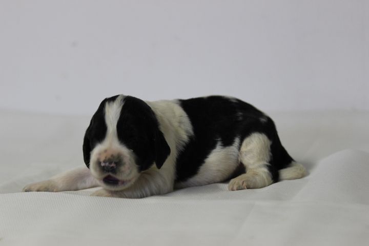 des Diamants Verts - Chiots disponibles - English Springer Spaniel