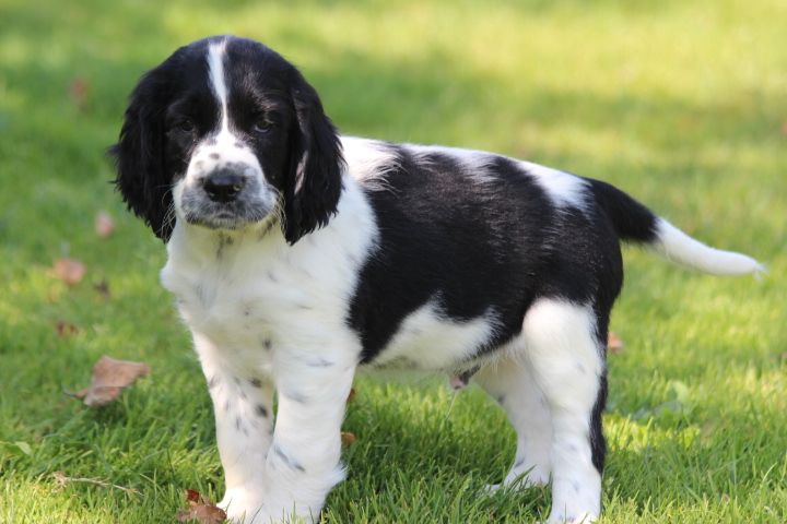 des Diamants Verts - Chiots disponibles - English Springer Spaniel