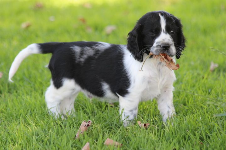 des Diamants Verts - Chiots disponibles - English Springer Spaniel