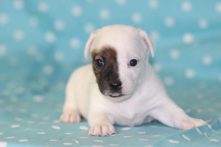 des Diamants Verts - Chiots disponibles - Jack Russell Terrier
