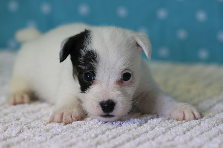 des Diamants Verts - Chiots disponibles - Jack Russell Terrier