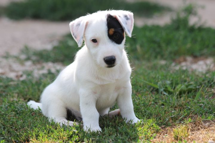 des Diamants Verts - Chiots disponibles - Jack Russell Terrier