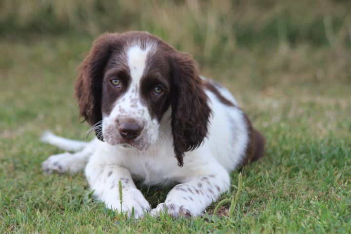 des Diamants Verts - Chiots disponibles - Epagneul Français